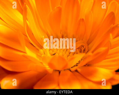 Closeup colpo di orange tagete in fiore Foto Stock