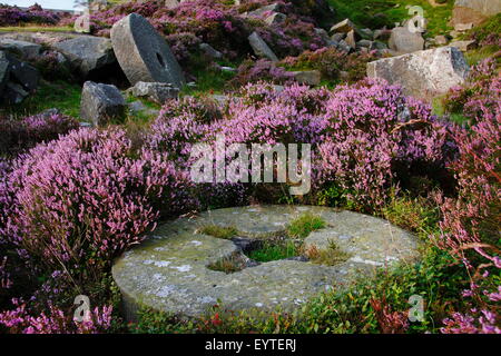 Heather fiori intorno a abandone macine in una ex cava sul bordo di macina nel Parco Nazionale di Peak District, England Regno Unito Foto Stock