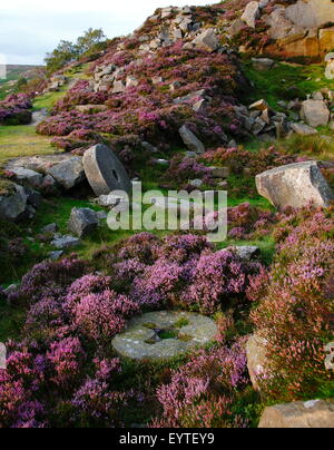 Heather fiori intorno a abandone macine in una ex cava sul bordo di macina nel Parco Nazionale di Peak District, England Regno Unito Foto Stock