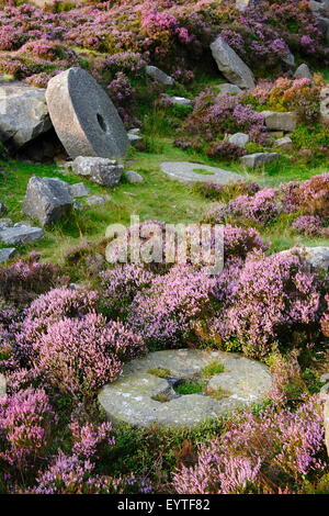 Heather fiori intorno a abandone macine in una ex cava sul bordo di macina nel Parco Nazionale di Peak District, England Regno Unito Foto Stock