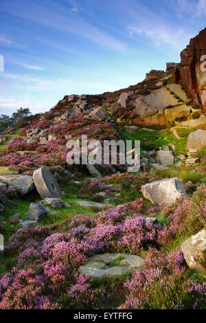 Heather fiori intorno a abandone macine in una ex cava sul bordo di macina nel Parco Nazionale di Peak District, England Regno Unito Foto Stock