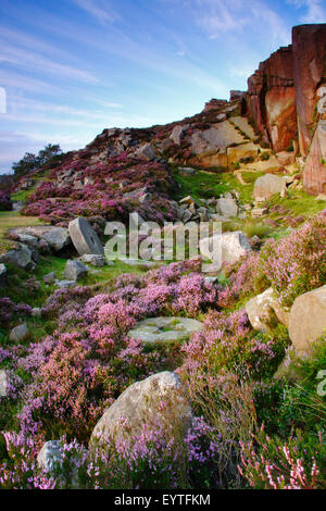 Heather fiori intorno a abandone macine in una ex cava sul bordo di macina nel Parco Nazionale di Peak District, England Regno Unito Foto Stock