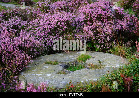 Heather fiori intorno a abandone macine in una ex cava sul bordo di macina nel Parco Nazionale di Peak District, England Regno Unito Foto Stock