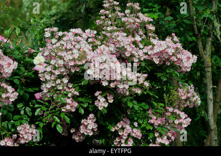 Ballerina rosa ( Bentall 1937) Foto Stock