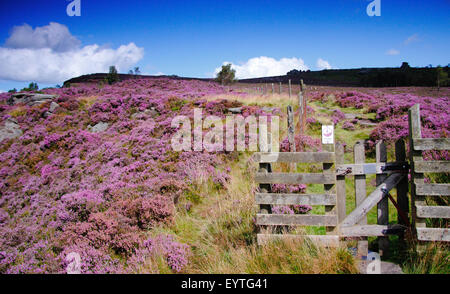 Heather (callunua vulgaris) fiore il Hathersage Moor nel Parco Nazionale di Peak District, DERBYSHIRE REGNO UNITO Inghilterra Foto Stock