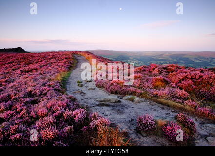 Fioritura Heather (Calluna vulgaris) frange un percorso su Hathersage Moor nel Parco Nazionale di Peak District, Yorkshire England Regno Unito Foto Stock