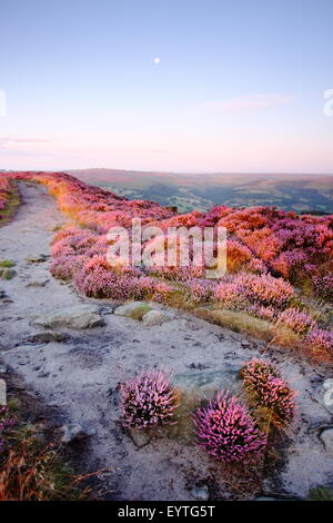 Fioritura Heather (Calluna vulgaris) frange un percorso su Hathersage Moor nel Parco Nazionale di Peak District, Yorkshire England Regno Unito Foto Stock