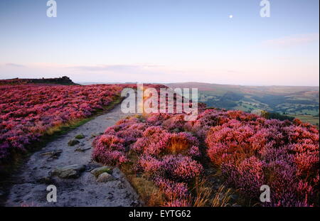 Fioritura Heather (Calluna vulgaris) frange un percorso su Hathersage Moor nel Parco Nazionale di Peak District, Yorkshire England Regno Unito Foto Stock