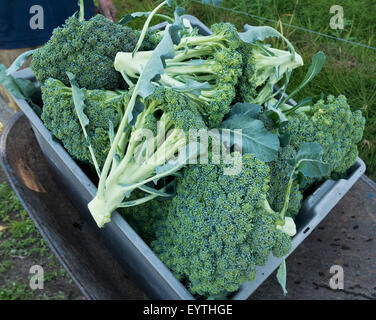 Broccoli harvest "Broccoli rabe' azienda agricola biologica. Foto Stock