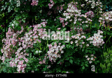 Ballerina rosa ( Bentall 1937) Foto Stock