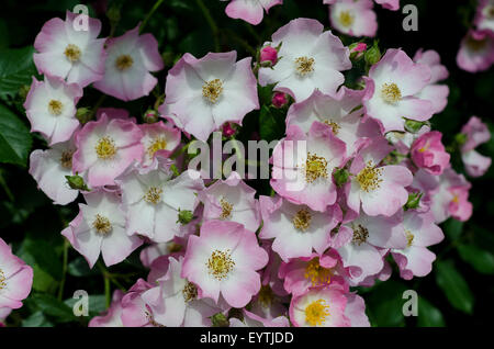 Ballerina rosa ( Bentall 1937) Foto Stock