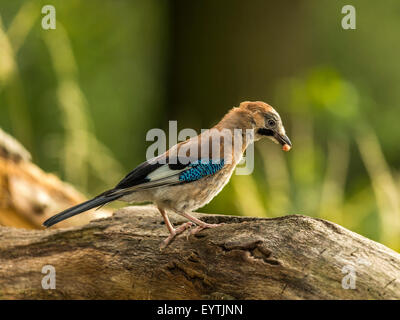 Eurasian Jay raffigurato arroccato su un vecchio legno fatiscente ceppo di albero. 'Isolata contro un illuminato in verde foresta di fondo" Foto Stock