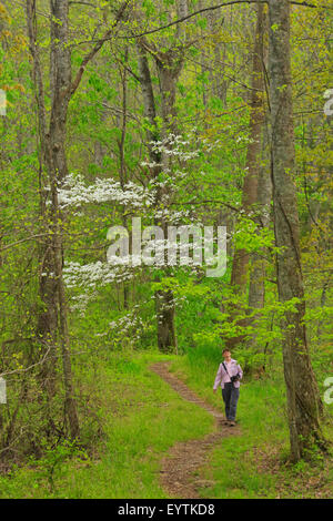 Passaggio pedonale tranquilla, Area Elkmont, Great Smoky Mountains National Park, Tennessee, Stati Uniti d'America Foto Stock