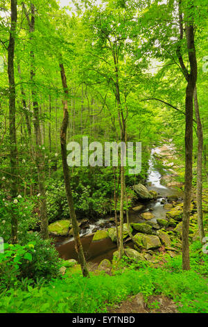 Cascata accanto al polo centrale Trail, Tremont, Great Smoky Mountains National Park, Tennessee, Stati Uniti d'America Foto Stock