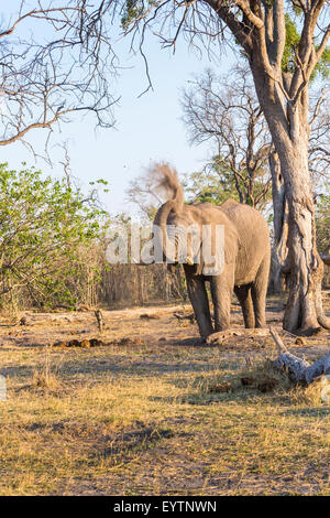 Safari big five visione di gioco: bush africano Elefante africano (Loxodonta africana) avente polvere bagno, Zarafa, Okavango Delta, nel nord del Botswana, Sud Africa Foto Stock