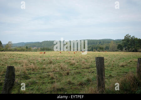 Sauerland Waldroute, Föckinghausen vicino Bestwig Foto Stock