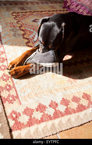 Il polacco bracke, cane nero, mordere nella calzatura Foto Stock