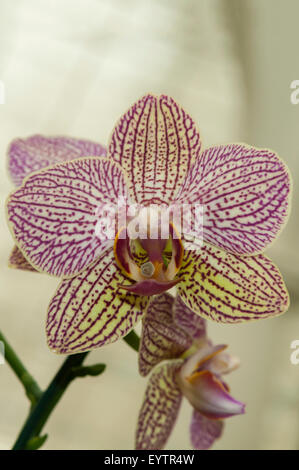 Phalaenopsis Hybrid viola e White Orchid, Giardini Botanici, Rio de Janeiro, Brasile Foto Stock