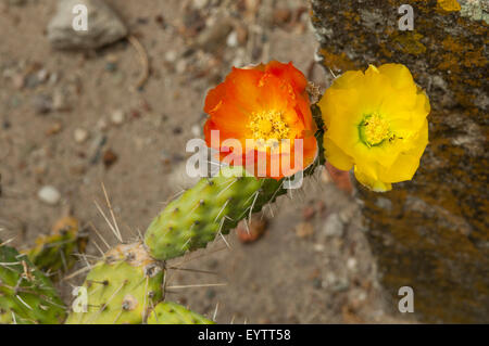L' Opuntia engelmannii, Cactus Apple al Mitla, Messico Foto Stock