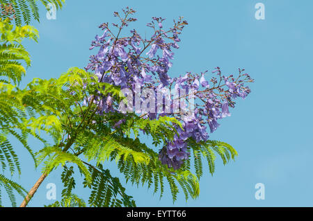 Jacaranda mimosifolia, Jacaranda blu a Monte Alban, Messico Foto Stock