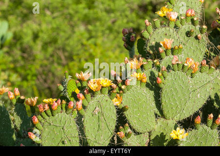 L' Opuntia ficus-indica, ficodindia in San Miguel De Allende, Messico Foto Stock