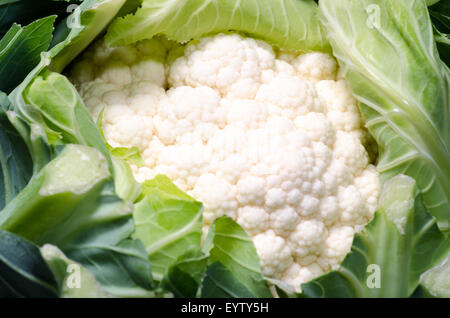 Cavolfiore fresco, Brassica oleracea Foto Stock