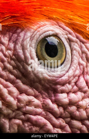 Un vicino di un occhio di un Scarlet Macaw Foto Stock