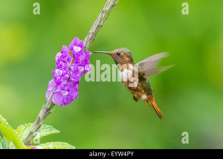 Un scintillante Hummingbird alimentazione Foto Stock