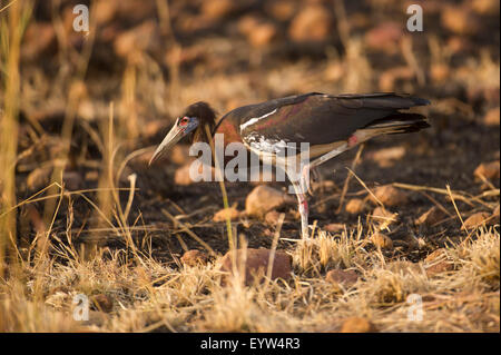 La Abdim Stork, Ciconia abdimii, Dedalo National Park, Etiopia Foto Stock