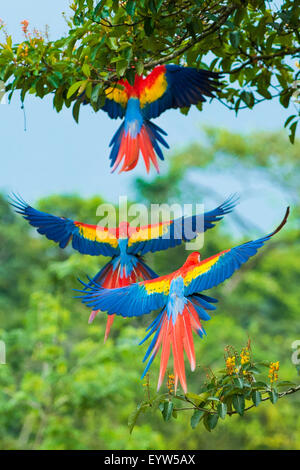 Tre Scarlet Macaws in volo Foto Stock