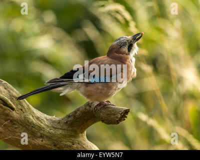 Eurasian Jay raffigurato arroccato su un vecchio legno fatiscente ceppo di albero. 'Isolata contro un illuminato in verde foresta di fondo" Foto Stock