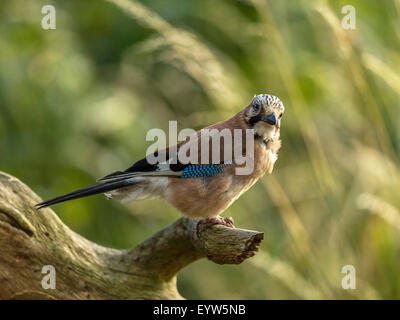 Eurasian Jay raffigurato arroccato su un vecchio legno fatiscente ceppo di albero. 'Isolata contro un illuminato in verde foresta di fondo" Foto Stock