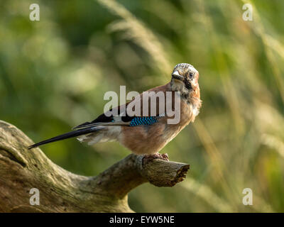 Eurasian Jay raffigurato arroccato su un vecchio legno fatiscente ceppo di albero. 'Isolata contro un illuminato in verde foresta di fondo" Foto Stock