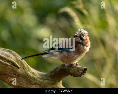 Eurasian Jay raffigurato arroccato su un vecchio legno fatiscente ceppo di albero. 'Isolata contro un illuminato in verde foresta di fondo" Foto Stock