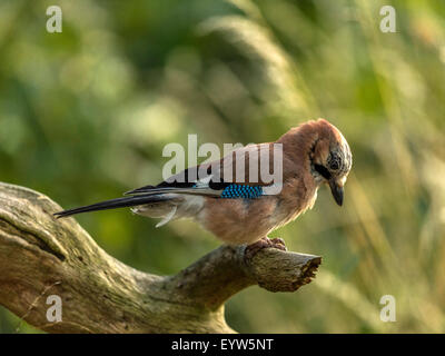 Eurasian Jay raffigurato arroccato su un vecchio legno fatiscente ceppo di albero. 'Isolata contro un illuminato in verde foresta di fondo" Foto Stock