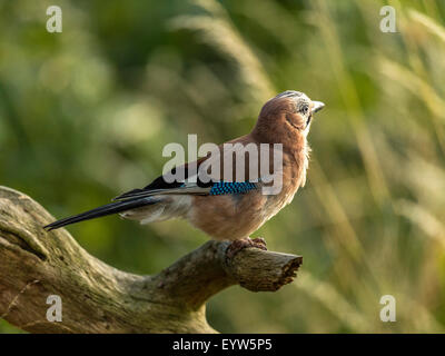 Eurasian Jay raffigurato arroccato su un vecchio legno fatiscente ceppo di albero. 'Isolata contro un illuminato in verde foresta di fondo" Foto Stock