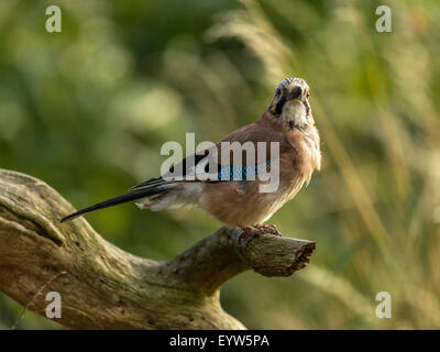 Eurasian Jay raffigurato arroccato su un vecchio legno fatiscente ceppo di albero. 'Isolata contro un illuminato in verde foresta di fondo" Foto Stock