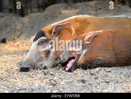 Red River hog ( Potamochoerus porcus ) Foto Stock