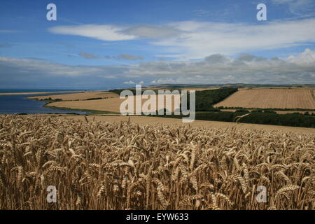 Campo di grano in estate, in prossimità Chesil Beach, Dorset, Inghilterra Foto Stock
