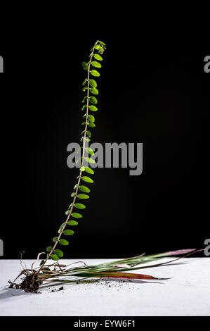 Studio floreale con radici e foglie di fronte a uno sfondo nero e realizzato con 3 luci dello studio Foto Stock