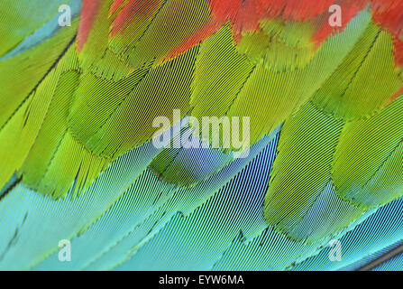 Close up di blu e giallo macaw ala piume Foto Stock