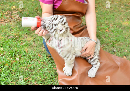 Zookeeper prendere cura e alimentazione baby tigre bianca Foto Stock