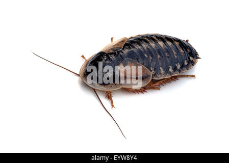 Dubia Roach Foto Stock