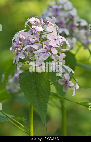 Perenne onestà (Lunaria rediviva), Jagsttal, Bölgental, Baden-Württemberg, Germania Foto Stock