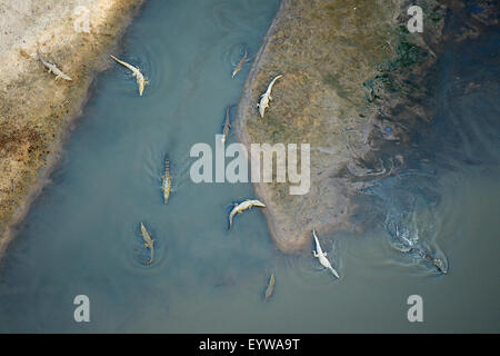 Coccodrilli del Nilo (Crocodylus niloticus), nuoto, adagiata sulla riva, vista aerea, Luangwa River, a sud Luangwa National Park Foto Stock