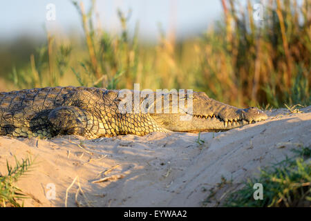 Coccodrillo del Nilo (Crocodylus niloticus), prendere il sole, nella luce della sera, su sandbank, Lower Zambezi National Park, Zambia Foto Stock