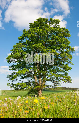 Vecchio acero campestre (Acer campestre, Turingia), Germania Foto Stock