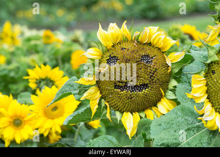 Helianthus annuus. Girasole andando a seme nella forma di una faccia felice Foto Stock