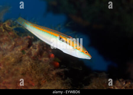 Mediterraneo donzelle (Coris julis), maschio, Corfu, Isole Ionie, Grecia Foto Stock