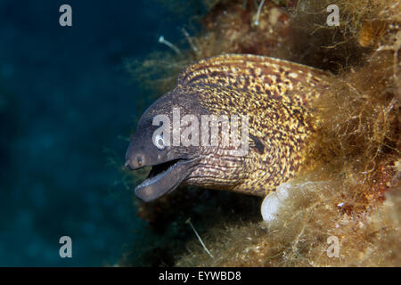 Murena mediterranea (Muraena helena), Corfu, Isole Ionie, Grecia Foto Stock